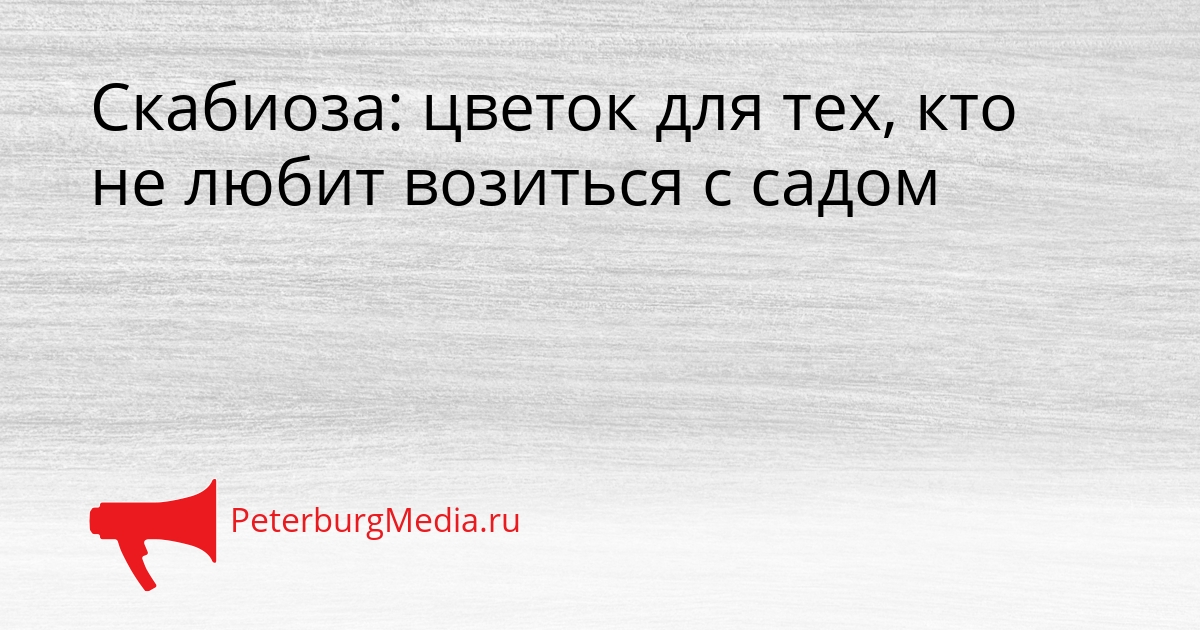 Скабиоза: цветок для тех, кто не любит возиться с садом Сгенерировано