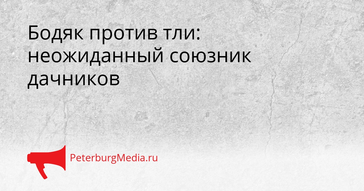 Бодяк против тли: неожиданный союзник дачников Сгенерировано
