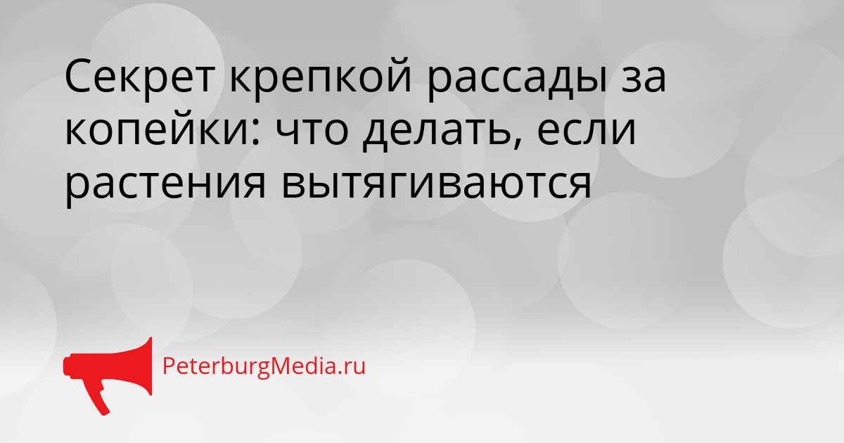 Секрет крепкой рассады за копейки: что делать, если растения вытягиваются Сгенерировано