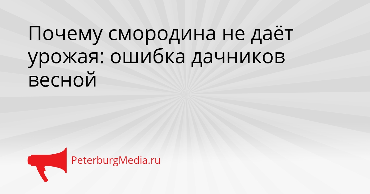 Почему смородина не даёт урожая: ошибка дачников весной Сгенерировано