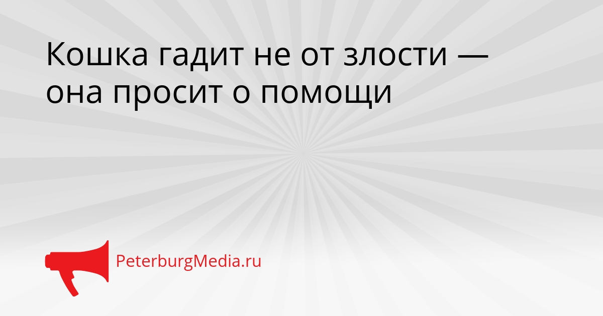 Кошка гадит не от злости — она просит о помощи Сгенерировано