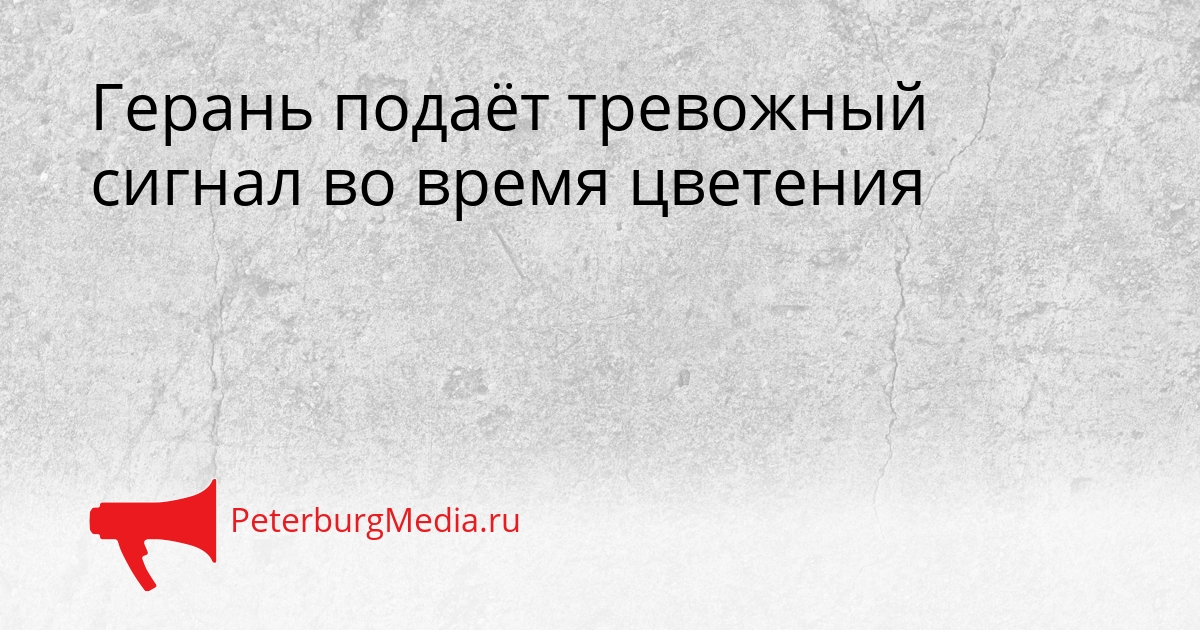 Герань подаёт тревожный сигнал во время цветения Сгенерировано