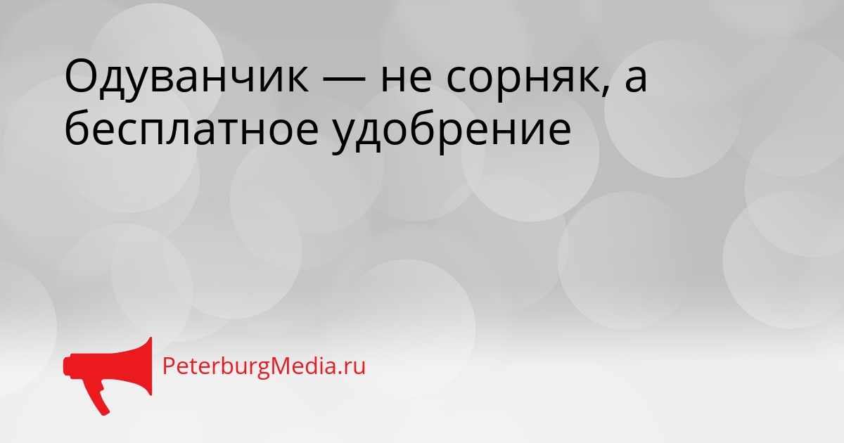 Одуванчик — не сорняк, а бесплатное удобрение Сгенерировано