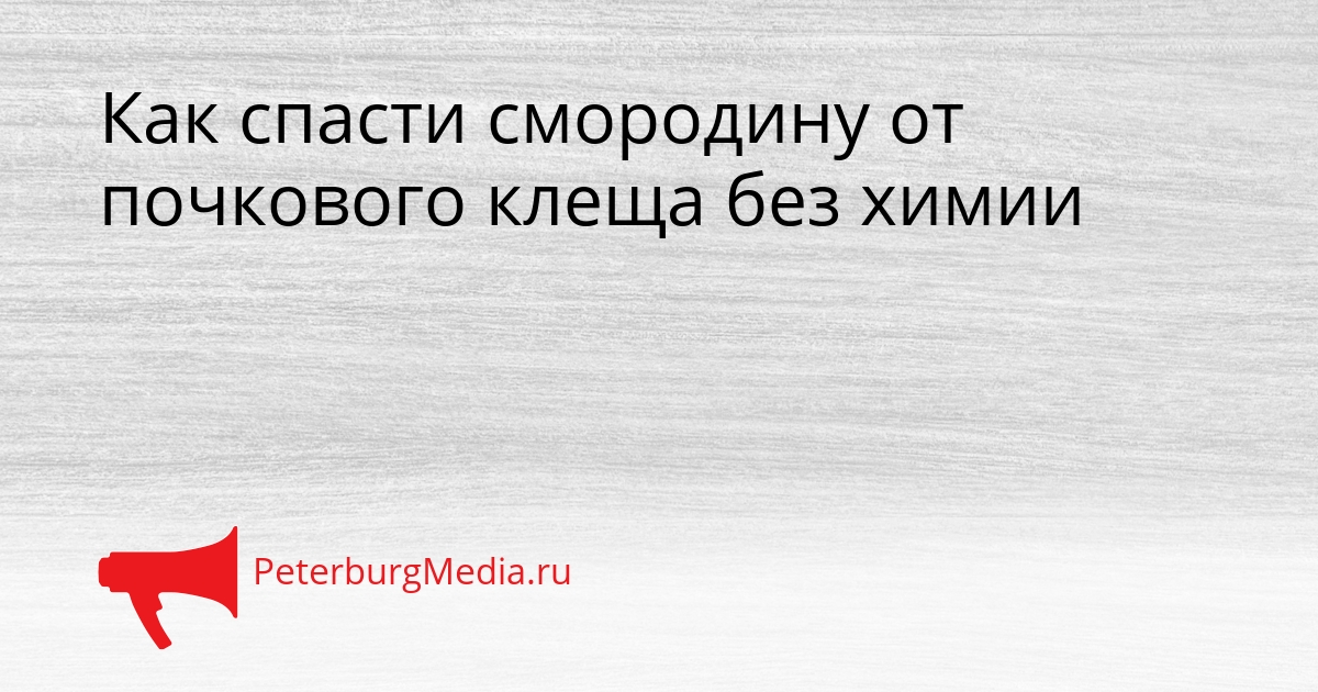 Как спасти смородину от почкового клеща без химии Сгенерировано