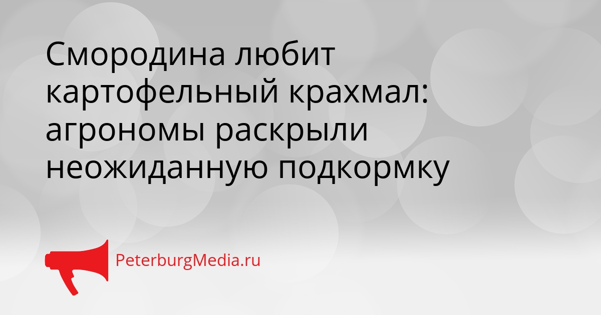 Смородина любит картофельный крахмал: агрономы раскрыли неожиданную подкормку Сгенерировано