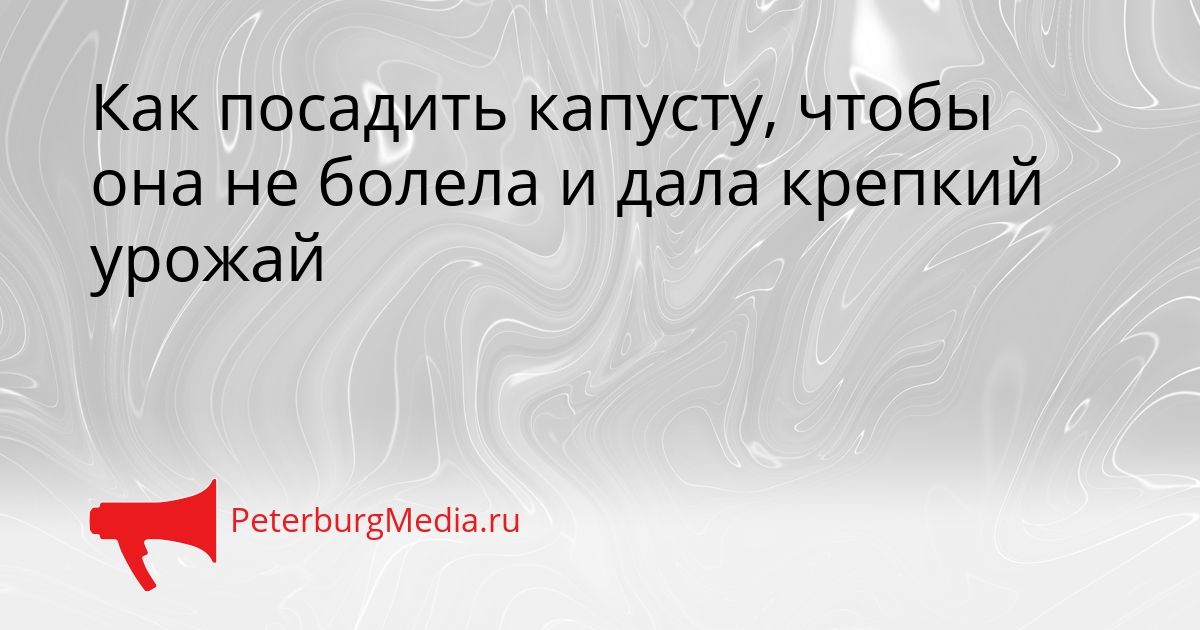 Как посадить капусту, чтобы она не болела и дала крепкий урожай Сгенерировано