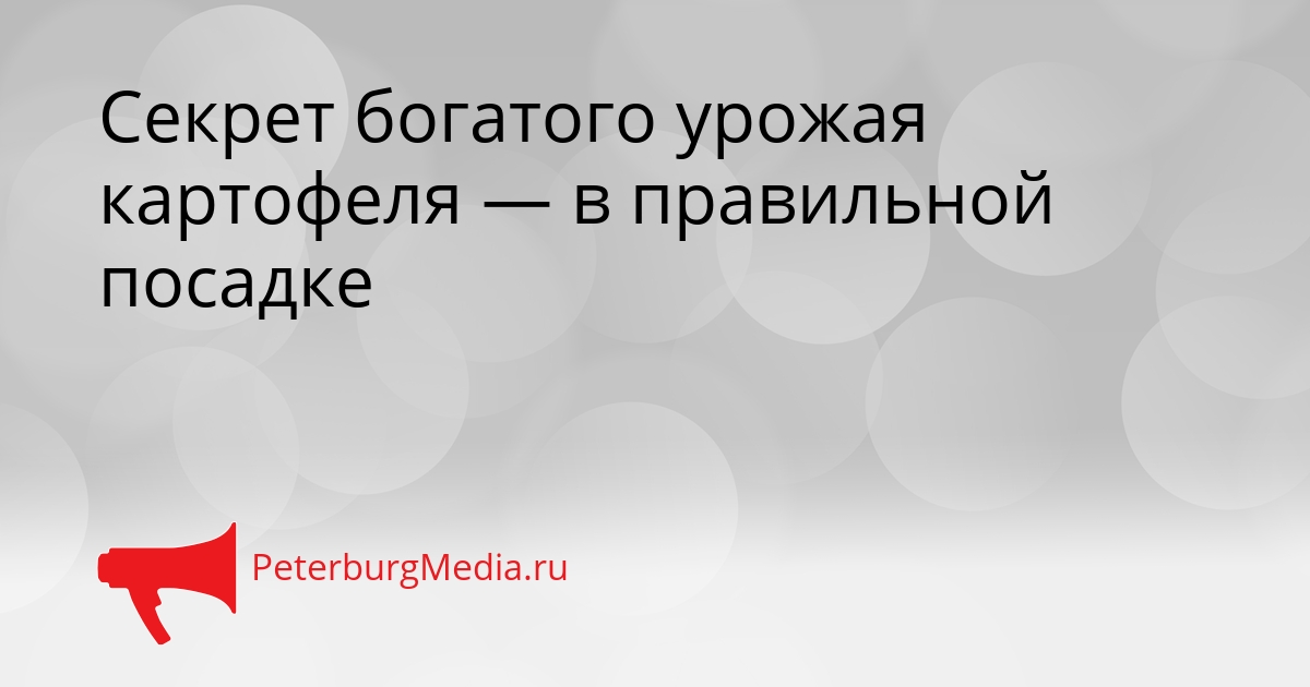 Секрет богатого урожая картофеля — в правильной посадке Сгенерировано