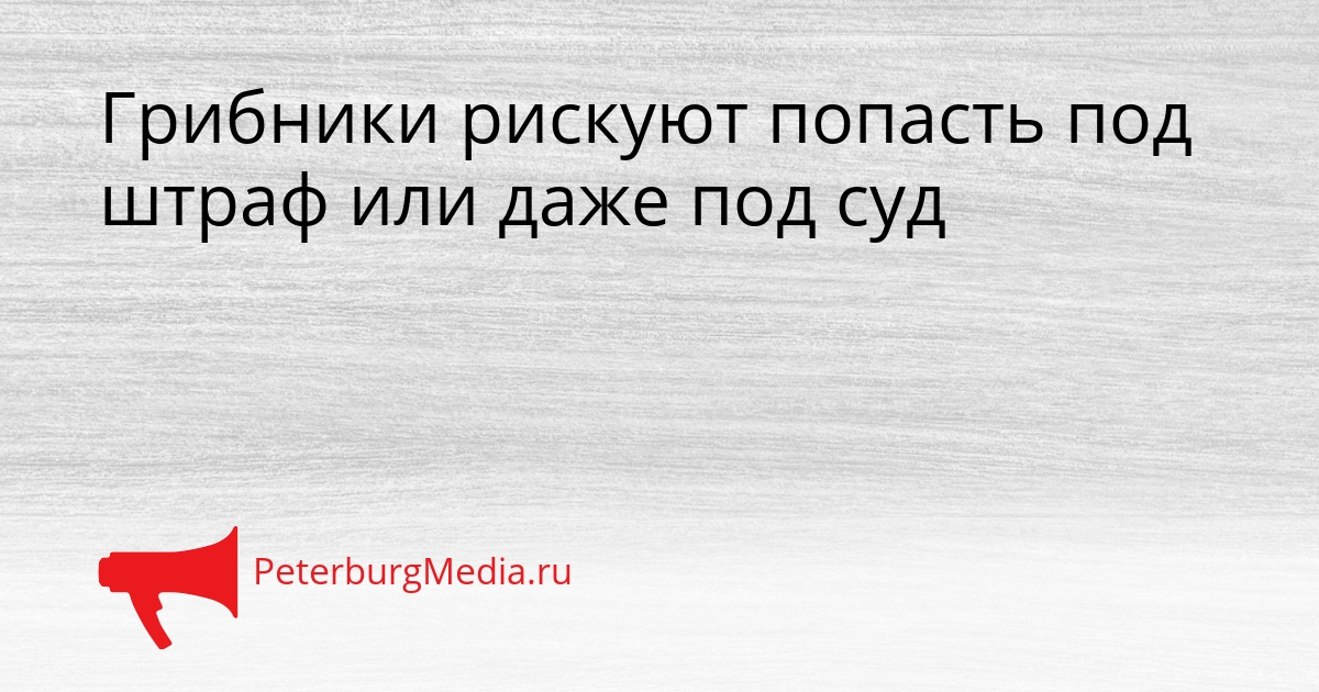 Грибники рискуют попасть под штраф или даже под суд Сгенерировано