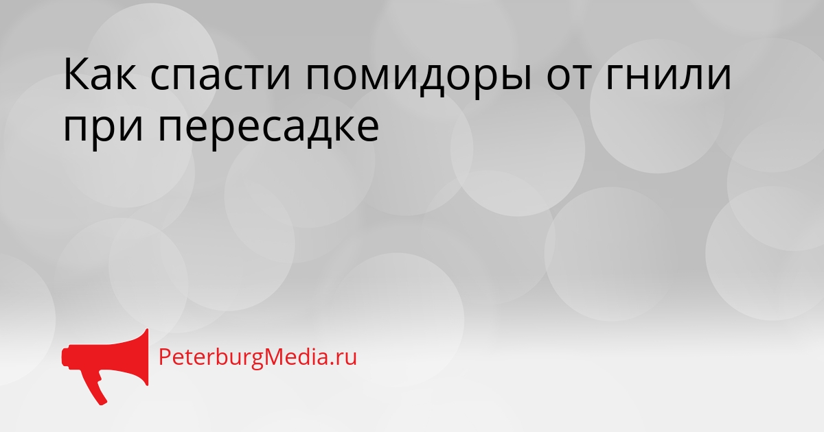 Как спасти помидоры от гнили при пересадке Сгенерировано