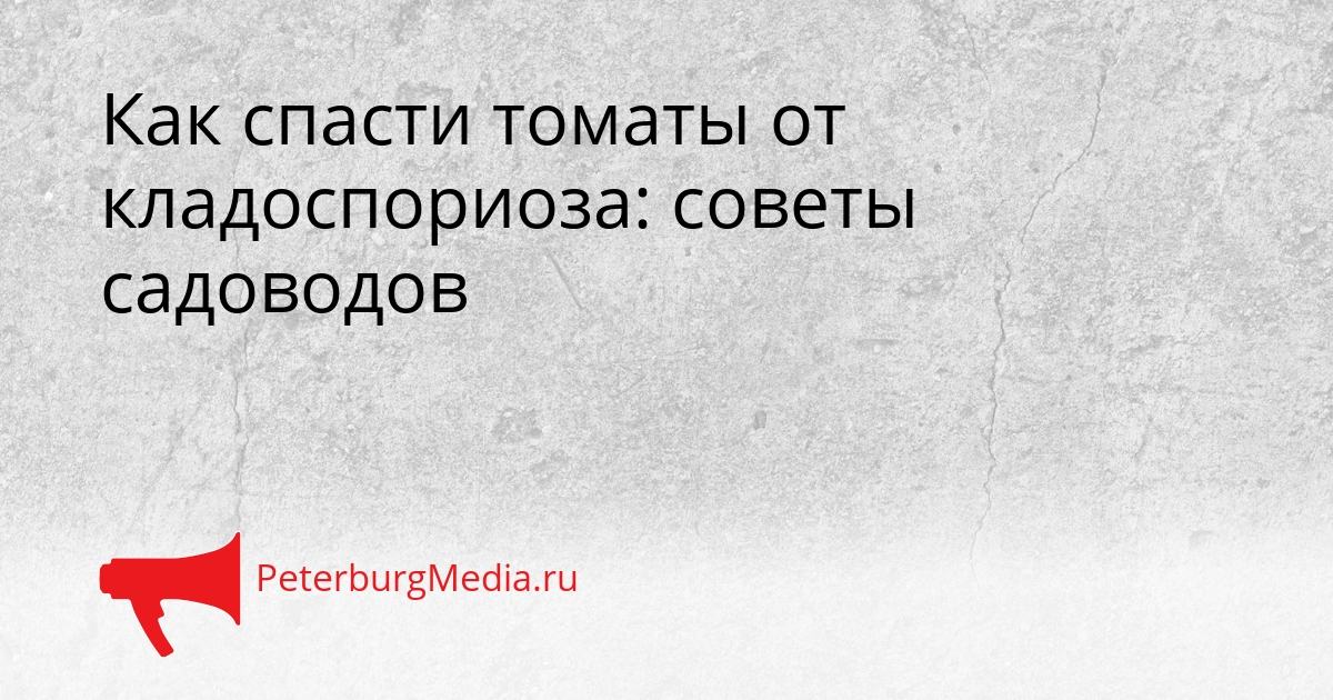 Как спасти томаты от кладоспориоза: советы садоводов Сгенерировано