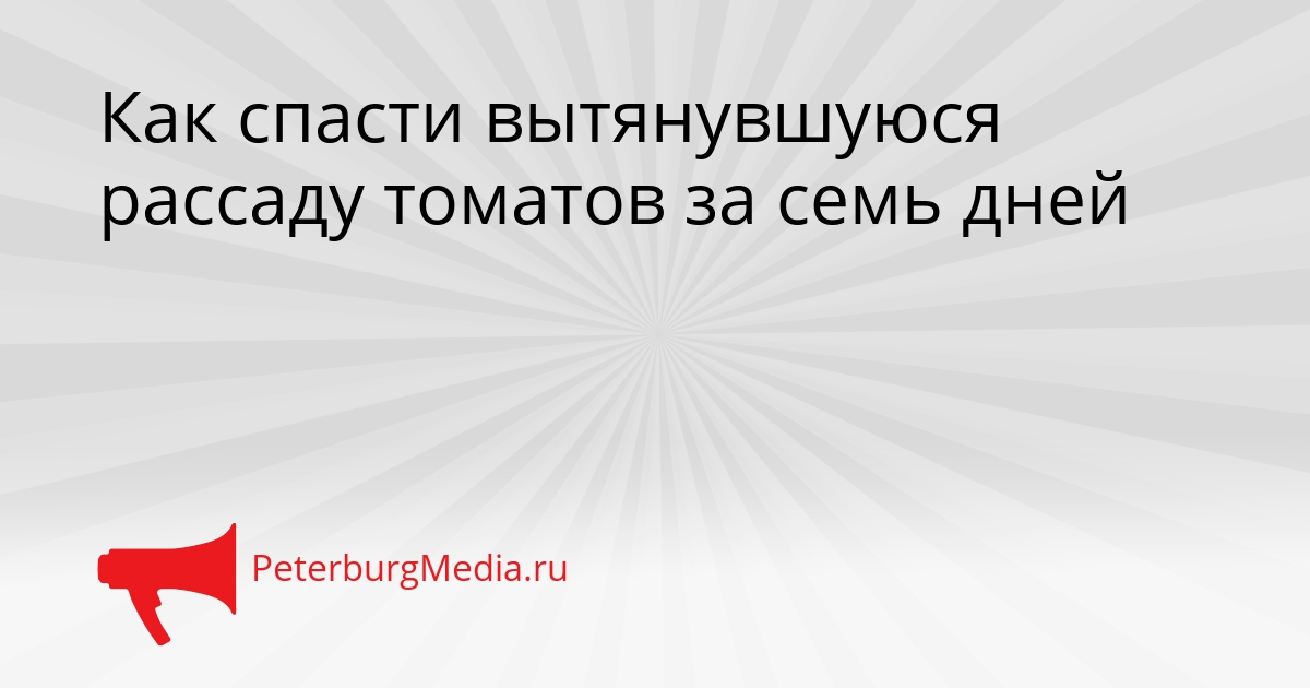 Как спасти вытянувшуюся рассаду томатов за семь дней Сгенерировано