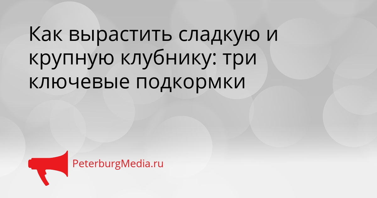 Как вырастить сладкую и крупную клубнику: три ключевые подкормки Сгенерировано