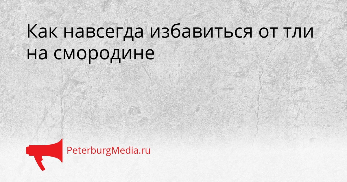 Как навсегда избавиться от тли на смородине Сгенерировано