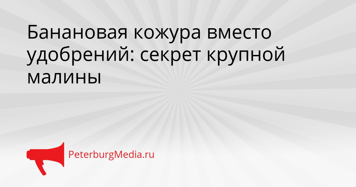 Банановая кожура вместо удобрений: секрет крупной малины Сгенерировано