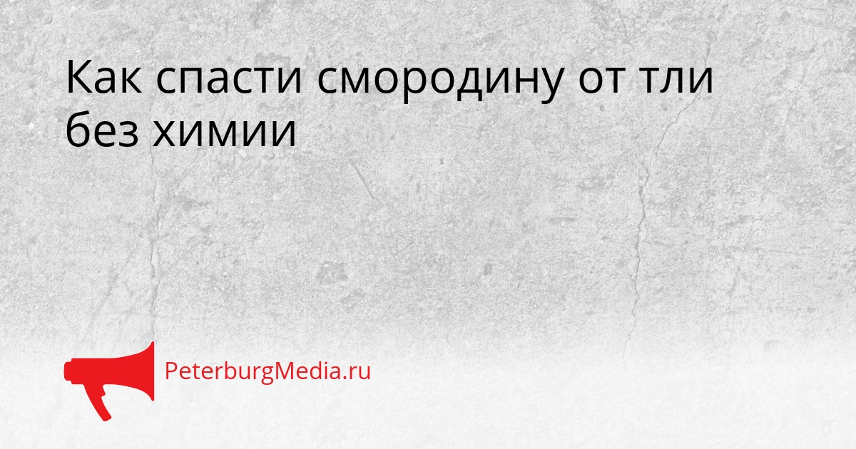 Как спасти смородину от тли без химии Сгенерировано