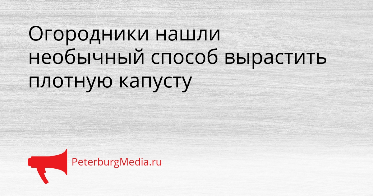 Огородники нашли необычный способ вырастить плотную капусту Сгенерировано