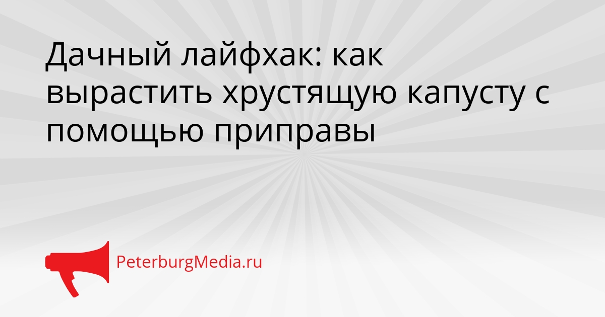 Дачный лайфхак: как вырастить хрустящую капусту с помощью приправы Сгенерировано