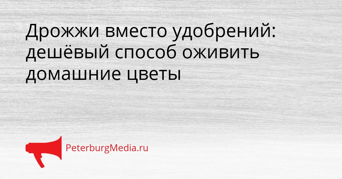 Дрожжи вместо удобрений: дешёвый способ оживить домашние цветы Сгенерировано