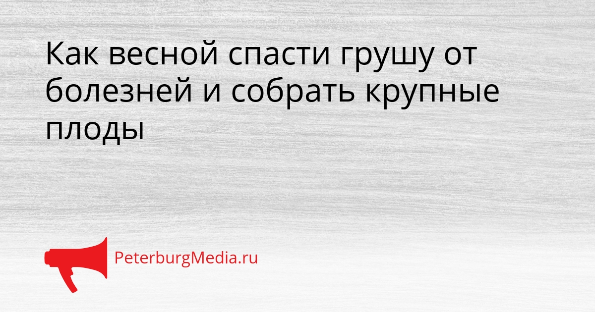 Как весной спасти грушу от болезней и собрать крупные плоды Сгенерировано