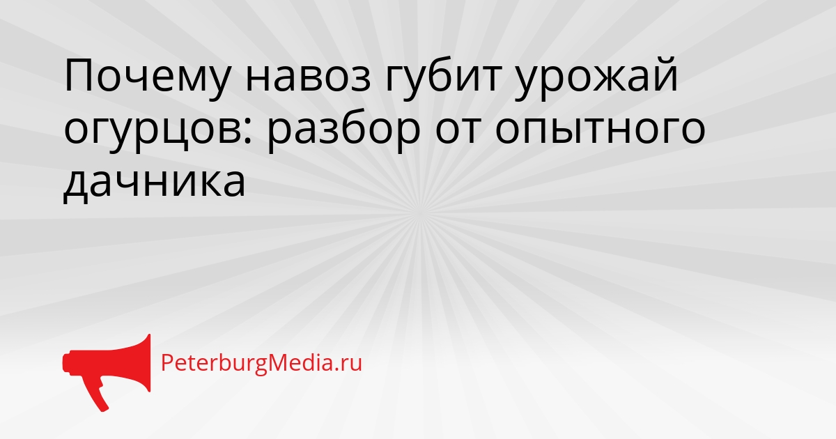 Почему навоз губит урожай огурцов: разбор от опытного дачника Сгенерировано