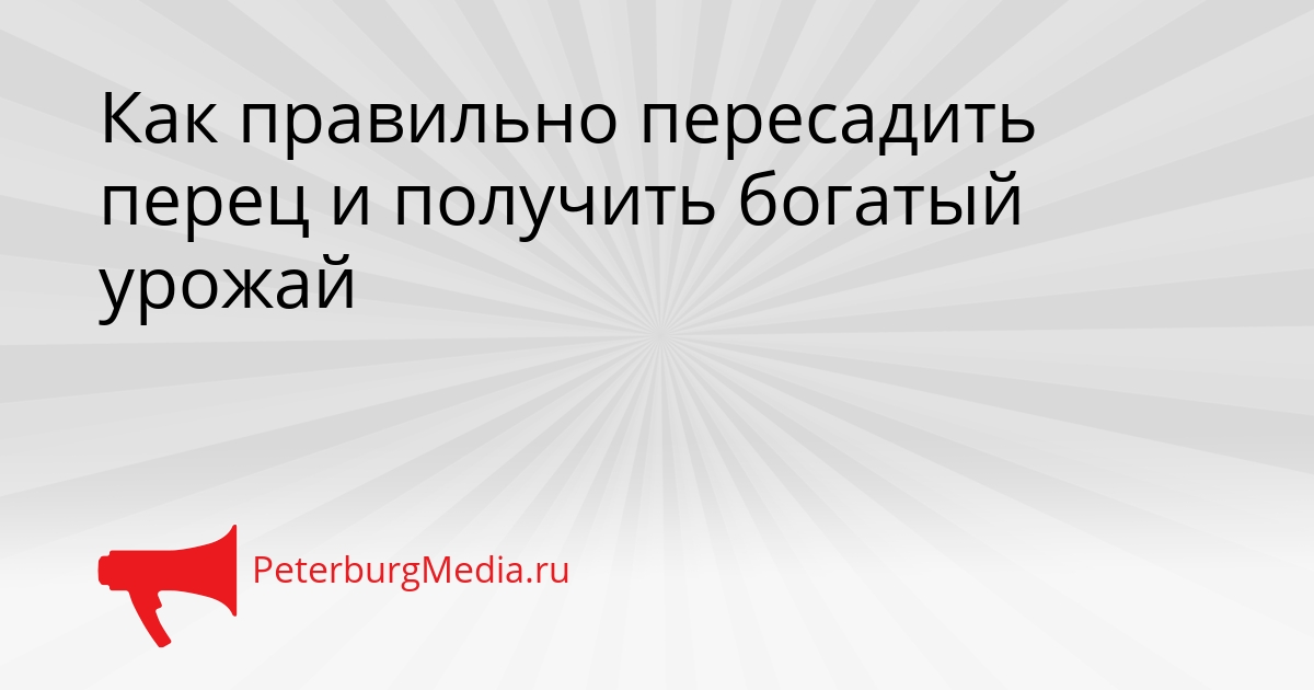 Как правильно пересадить перец и получить богатый урожай Сгенерировано