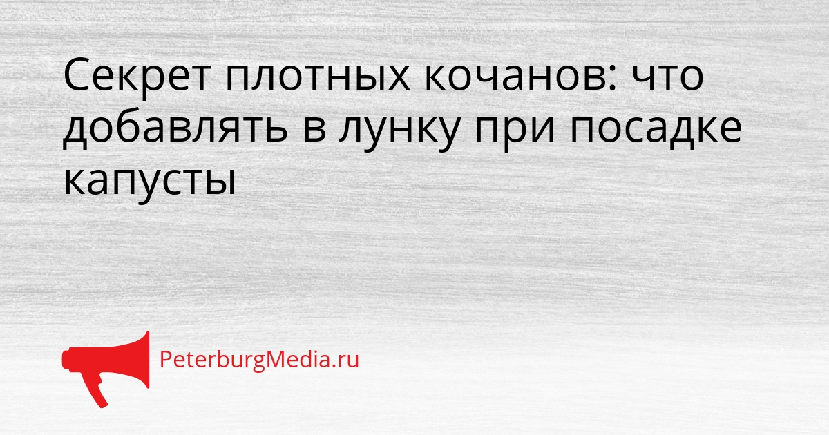 Секрет плотных кочанов: что добавлять в лунку при посадке капусты Сгенерировано