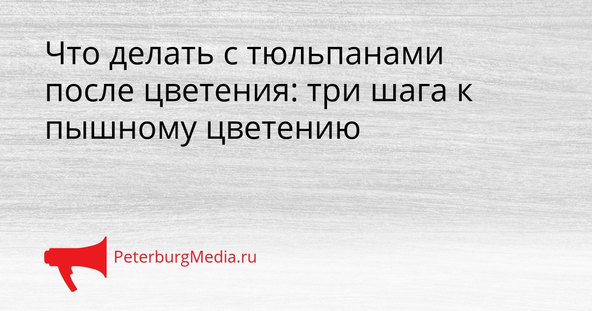 Что делать с тюльпанами после цветения: три шага к пышному цветению Сгенерировано