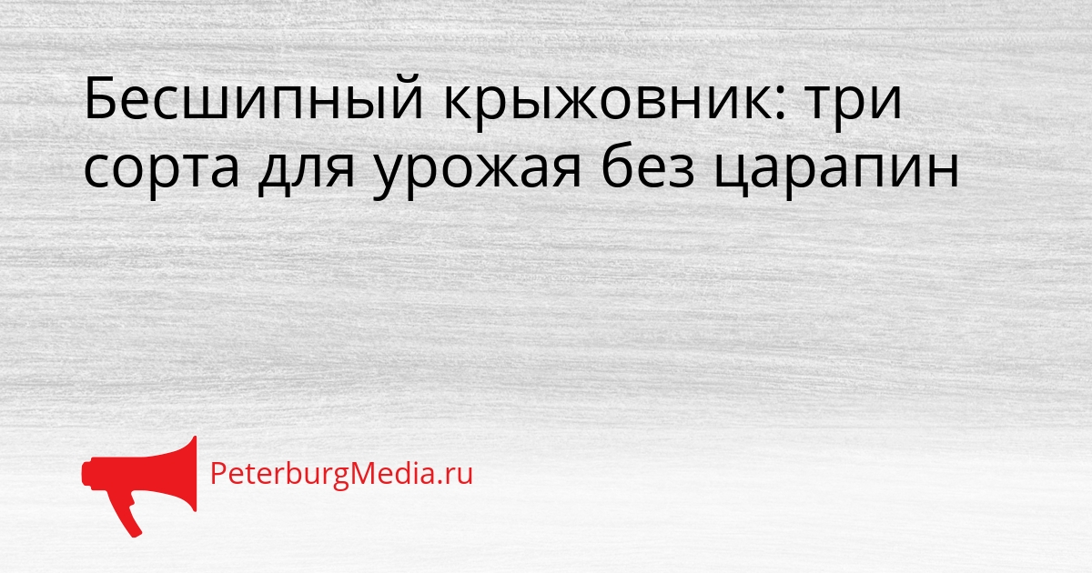 Бесшипный крыжовник: три сорта для урожая без царапин Сгенерировано