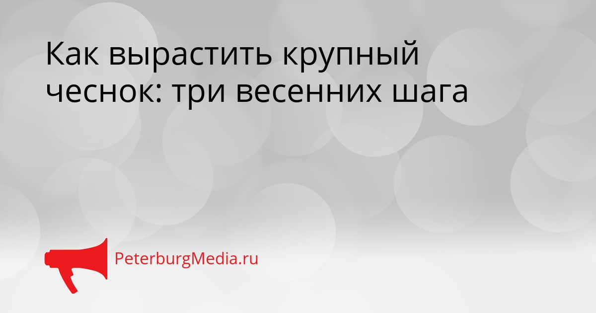 Как вырастить крупный чеснок: три весенних шага Сгенерировано