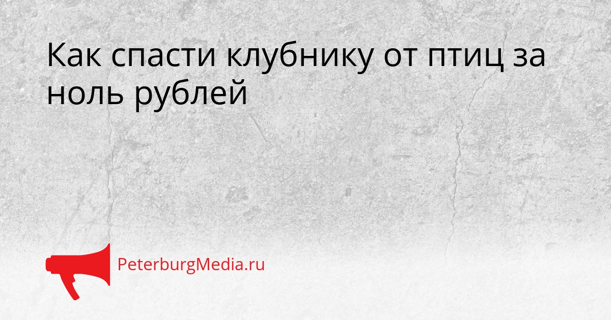Как спасти клубнику от птиц за ноль рублей Сгенерировано