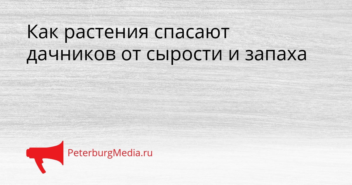 Как растения спасают дачников от сырости и запаха Сгенерировано