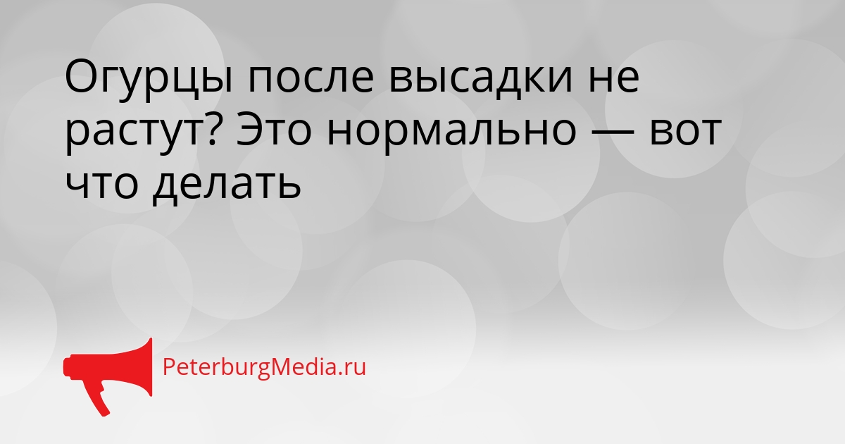 Огурцы после высадки не растут? Это нормально — вот что делать Сгенерировано
