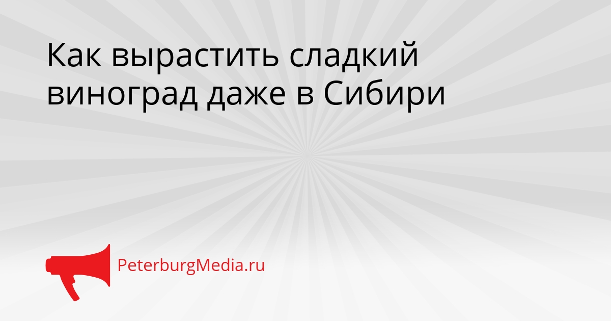 Как вырастить сладкий виноград даже в Сибири Сгенерировано