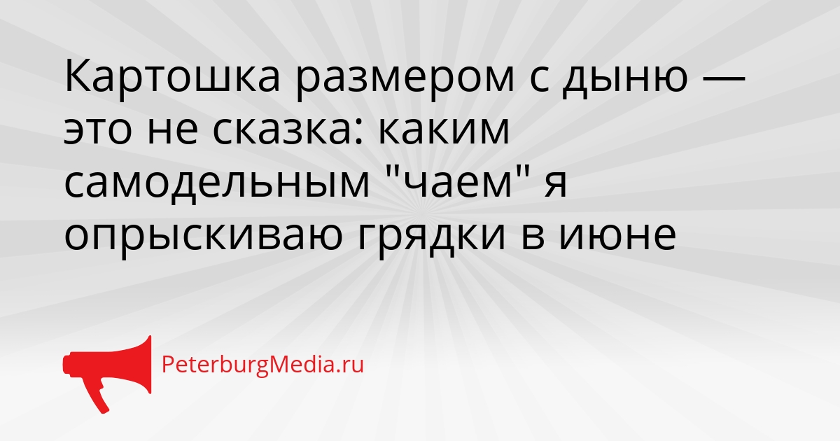 Картошка размером с дыню — это не сказка: каким самодельным &quotчаем&quot я опрыскиваю грядки в июне Сгенерировано