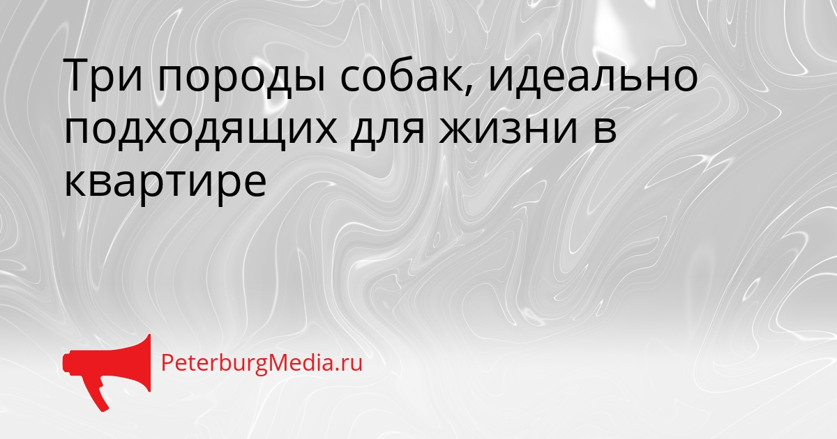 Три породы собак, идеально подходящих для жизни в квартире Сгенерировано