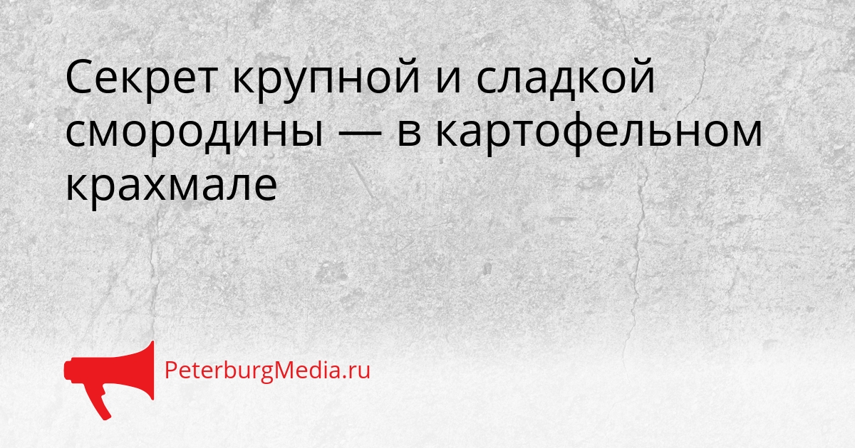 Секрет крупной и сладкой смородины — в картофельном крахмале Сгенерировано