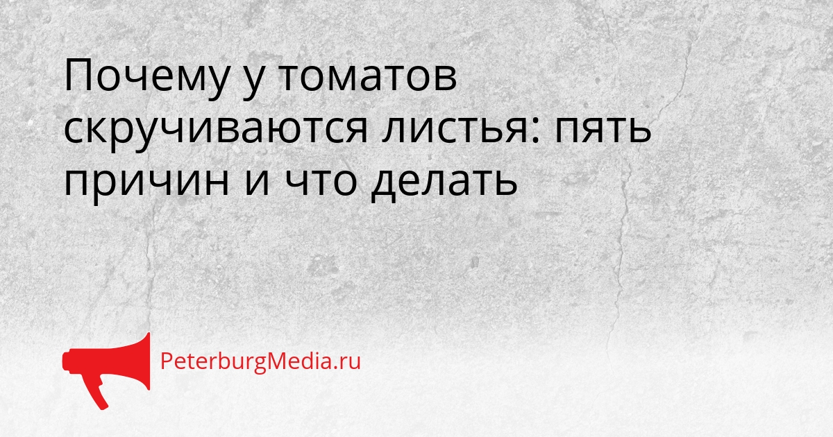 Почему у томатов скручиваются листья: пять причин и что делать Сгенерировано