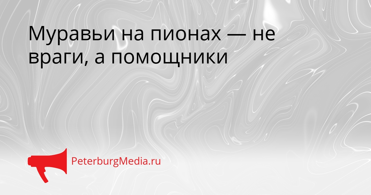 Муравьи на пионах — не враги, а помощники Сгенерировано