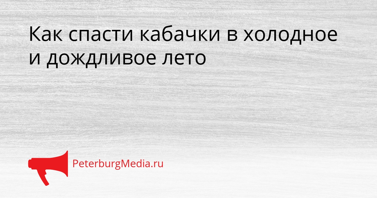 Как спасти кабачки в холодное и дождливое лето Сгенерировано