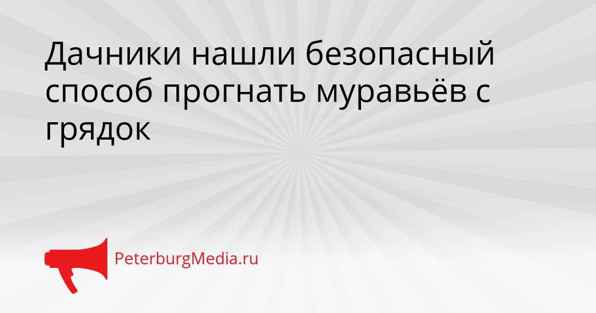 Дачники нашли безопасный способ прогнать муравьёв с грядок Сгенерировано