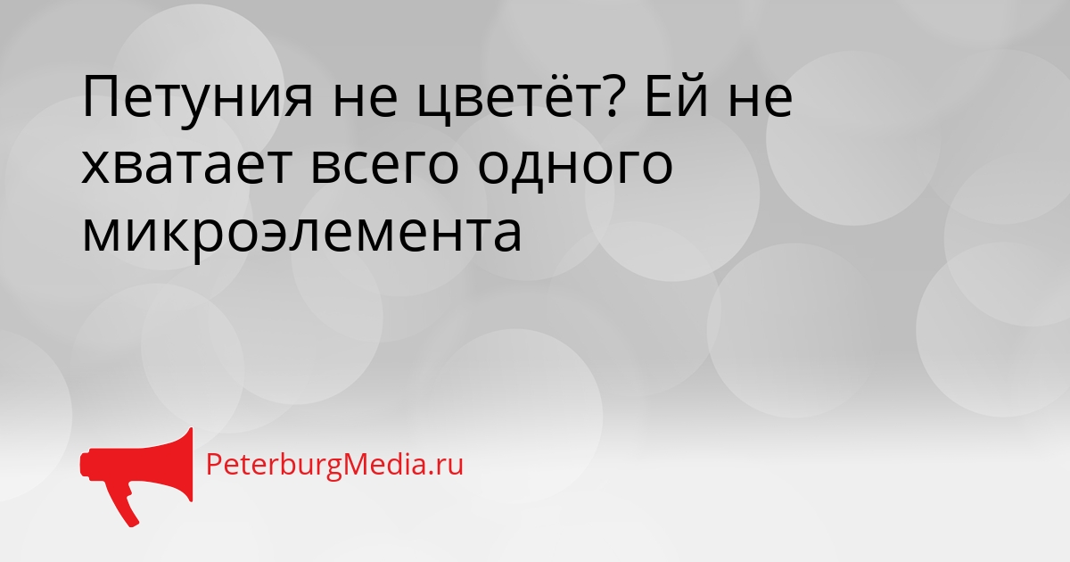 Петуния не цветёт? Ей не хватает всего одного микроэлемента Сгенерировано