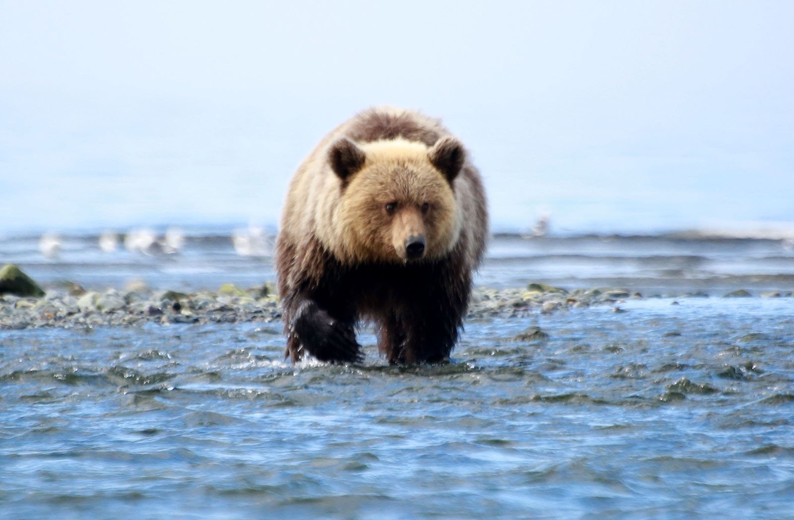 Медведи в Магаданском заповеднике на полуострове Кони Чёрный Игорь, MagadanMedia.ru