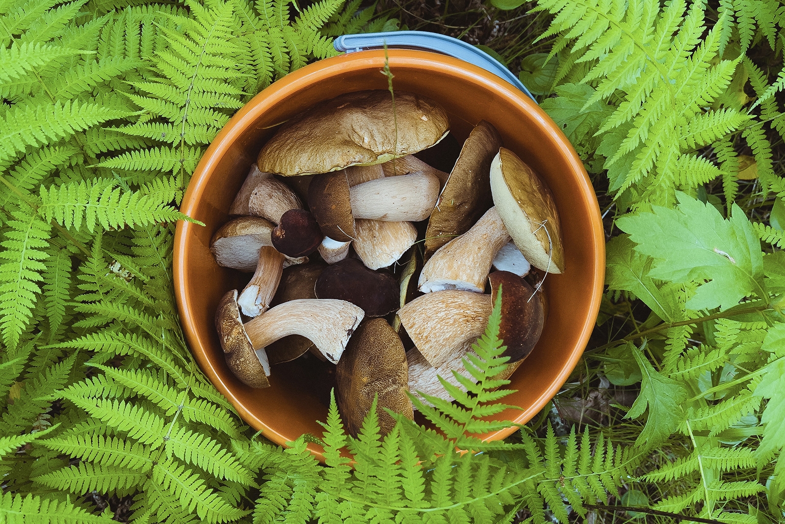 Россиянам напомнили о штрафе за сбор редких грибов Мария Смитюк, ИА PrimaMedia