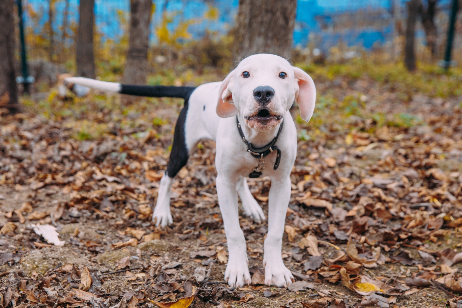 Ветеринар объяснила, как защитить домашних любимцев от клещей Мария Смитюк, ИА PrimaMedia