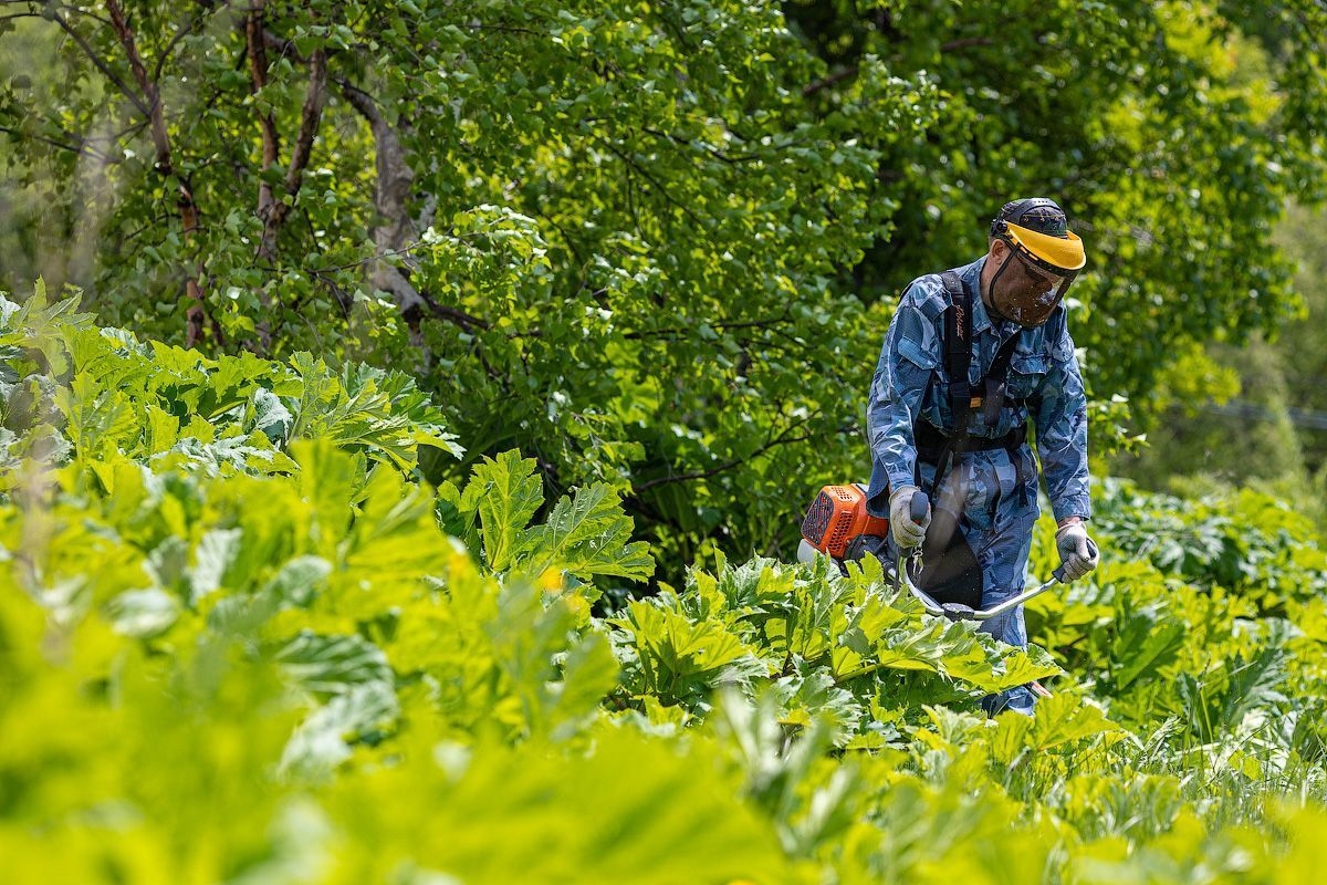 Борщевик Сосновского пресс-служба администрации Южно-Сахалинска